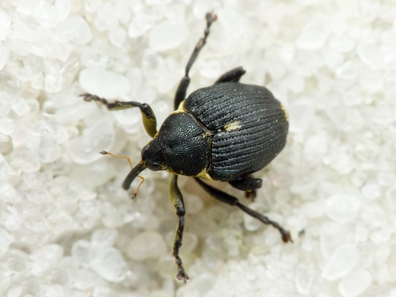 Mononychus punctumalbum (Herbst, 1784)